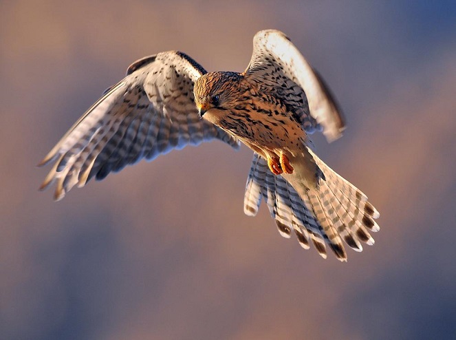  ���Ҷ����������� ����